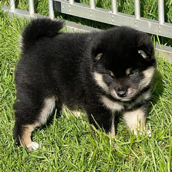 Shiba inu cuccioli 