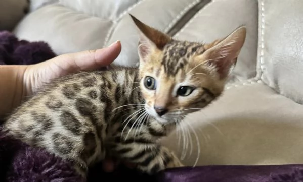 Cuccioli puri di gatto Bengala | Foto 0