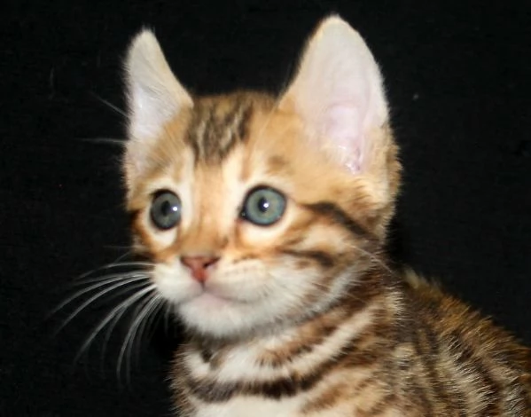 Disponibile bengala brown spotted tabby | Foto 0