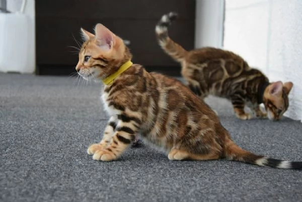 Gattini bengala maschio e femmina