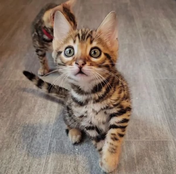 Gatto coppia di gattini 3 mesi | Foto 0