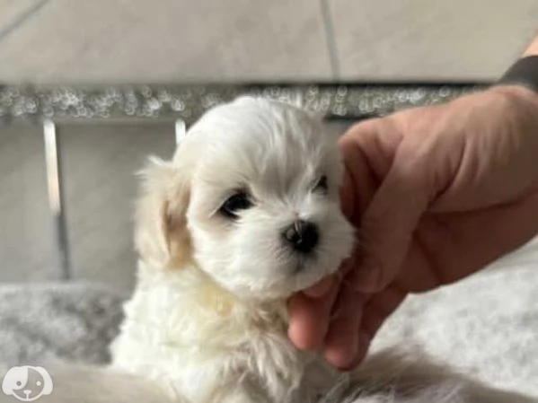 MALTESE  MALTESI cuccioli  | Foto 3