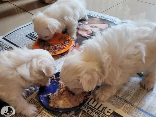 MALTESE  MALTESI cuccioli  | Foto 2