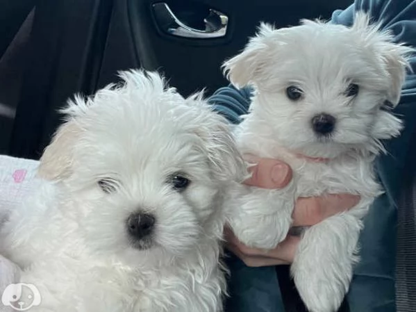 MALTESE  MALTESI cuccioli  | Foto 0