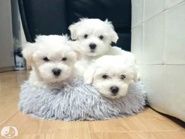 MALTESE  MALTESI cuccioli  | Foto 3