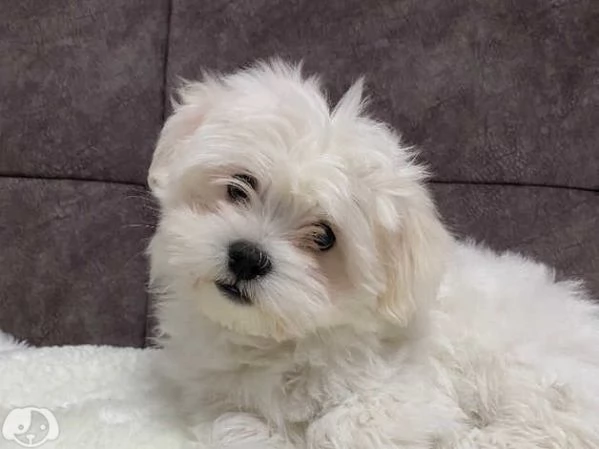 MALTESE  MALTESI cuccioli  | Foto 0