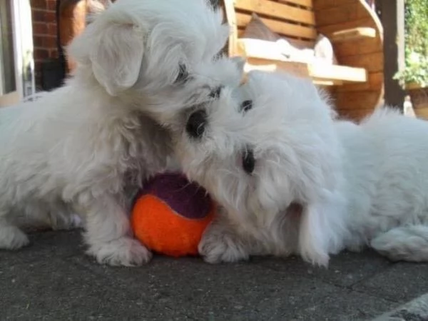 MALTESE  MALTESI