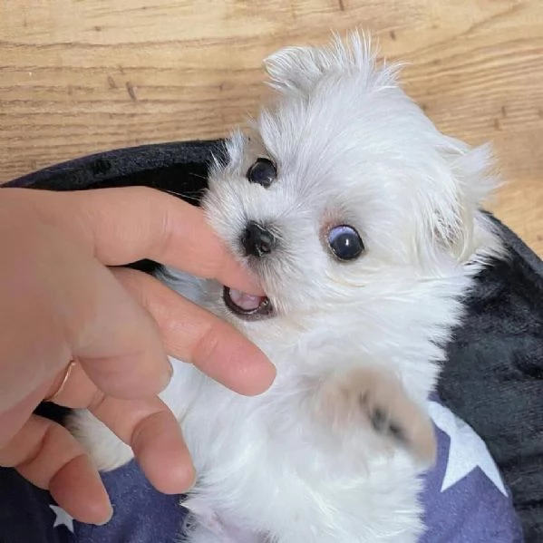 MALTESE  MALTESI cuccioli | Foto 3