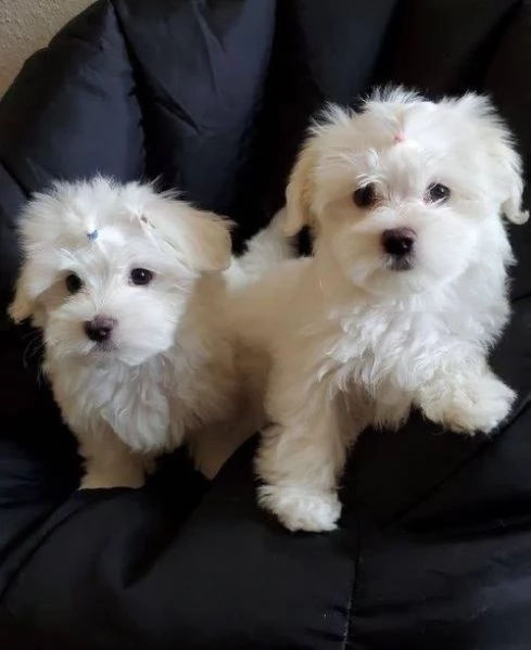 MALTESE  MALTESI cuccioli | Foto 0