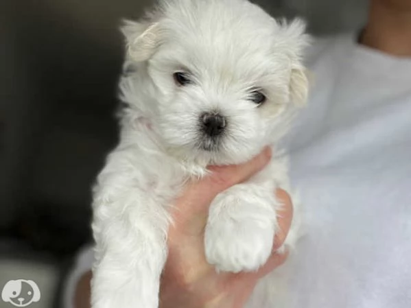 MALTESE  MALTESI cuccioli