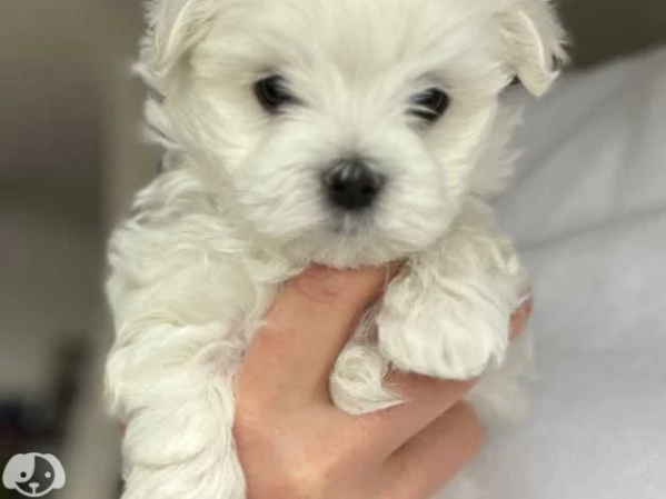 MALTESE  MALTESI cuccioli | Foto 4