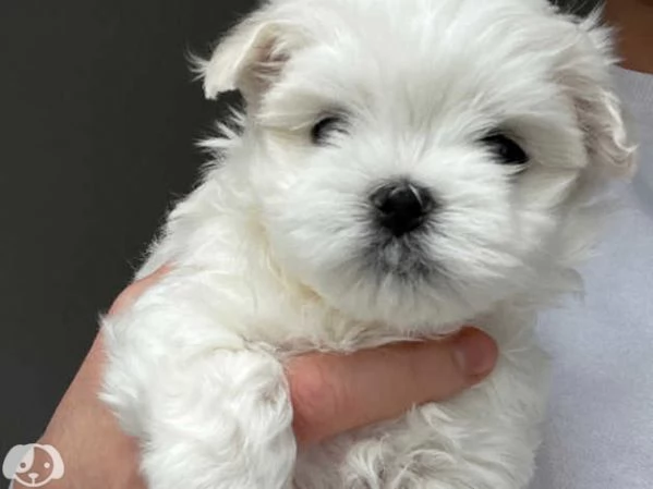 MALTESE  MALTESI cuccioli | Foto 3