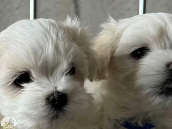 MALTESE  MALTESI cuccioli | Foto 1