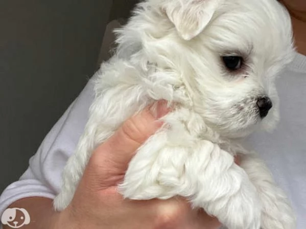 MALTESE  MALTESI cuccioli | Foto 0