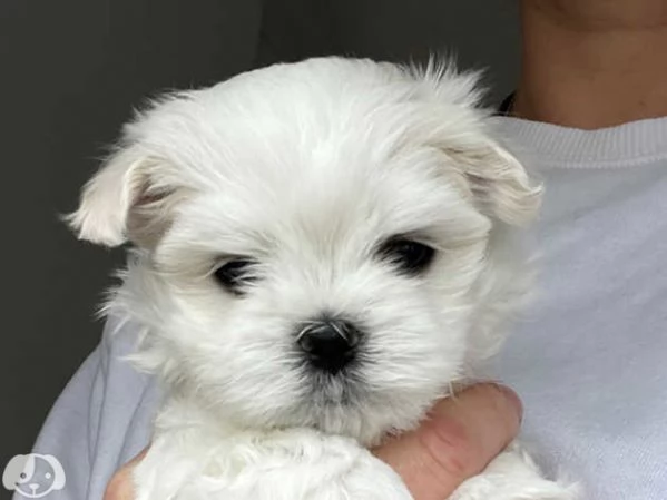 MALTESE  MALTESI cuccioli | Foto 6