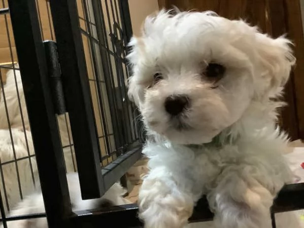 MALTESE  MALTESI cuccioli | Foto 3