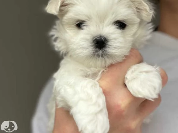 MALTESE  MALTESI cuccioli | Foto 2