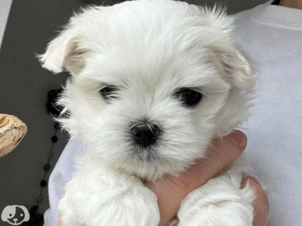 MALTESE  MALTESI cuccioli | Foto 0