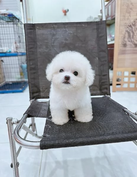 CUCCIOLI DI BARBONCINO TAGLIA TOY | Foto 0