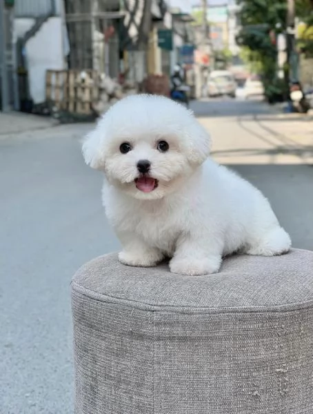 Cuccioli Barboncini toy piccoli  | Foto 0