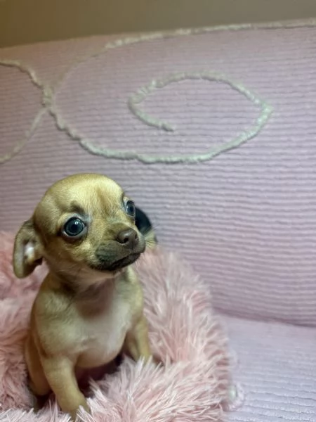 Chihuahua toy | Foto 4