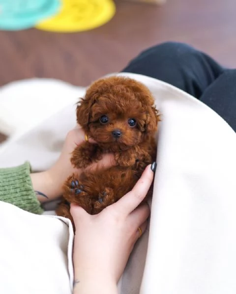 Bellissimi cuccioli di barboncino