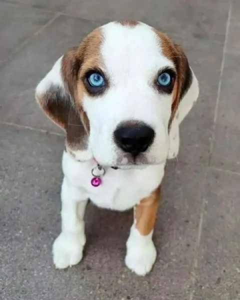 Cuccioli adorabili di Beagle