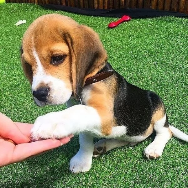 Cuccioli adorabili di Beagle