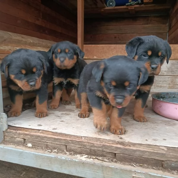 Rottweiler cucciolo in cerca di famiglia