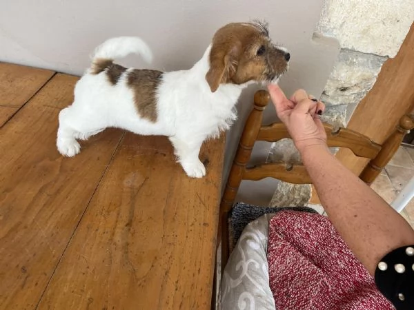 Cuccioli di Jack Russellpelo ruvido con pedigree