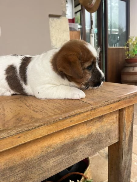 Cuccioli di Jack Russellpelo ruvido con pedigree | Foto 6