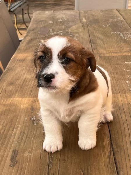 Cuccioli di Jack Russellpelo ruvido con pedigree | Foto 5