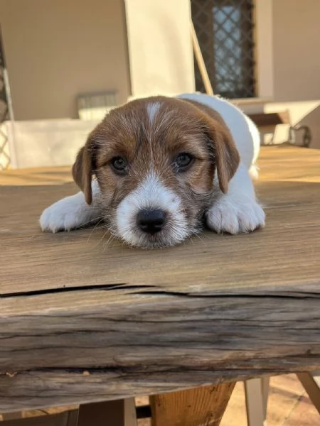 Cuccioli di Jack Russellpelo ruvido con pedigree | Foto 3