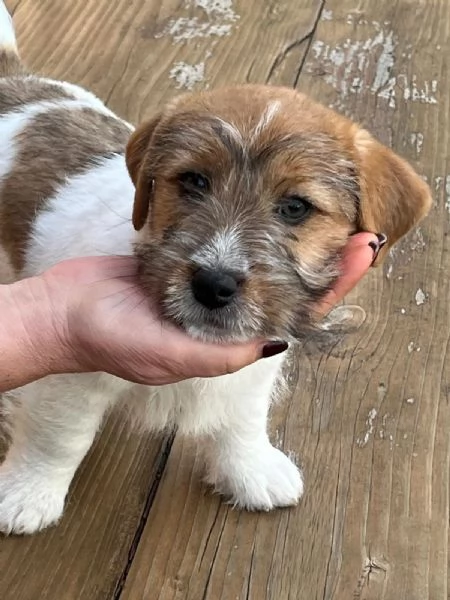 Cuccioli di Jack Russellpelo ruvido con pedigree | Foto 2