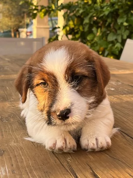 Cuccioli di Jack Russellpelo ruvido con pedigree | Foto 1