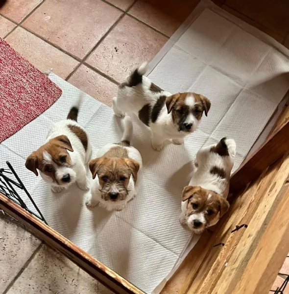 Cuccioli di Jack Russellpelo ruvido con pedigree | Foto 0