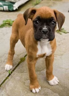 REGALO Estremamente carino cuccioli di boxer per ladozione Sono a casa sollevati e vasino addestrat