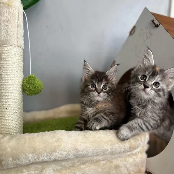 Maine coon cuccioli