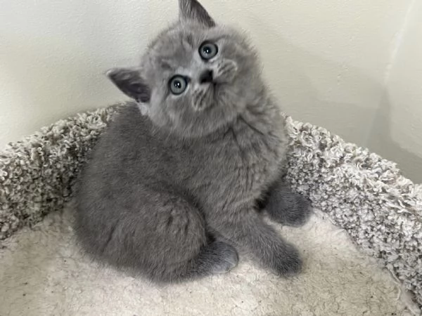 British shorthair maschio e femmina | Foto 0