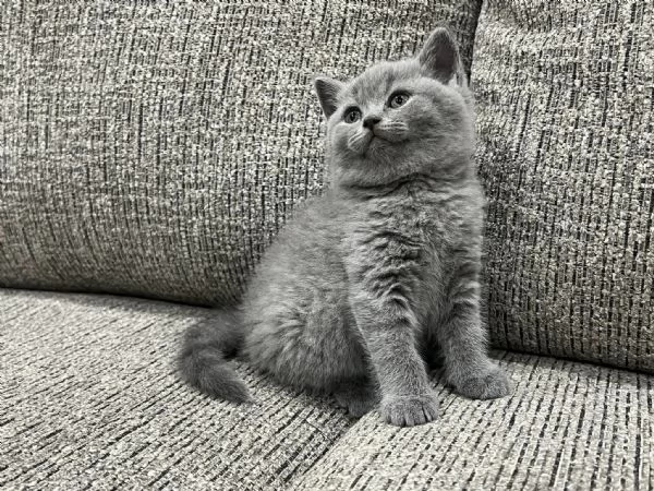 British Shorthair aspetta casa