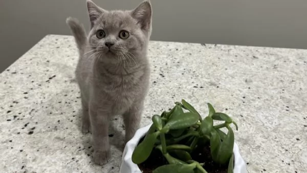 Gatti British shorthair