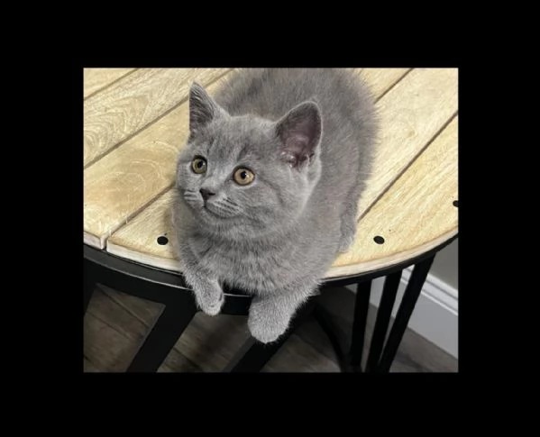 Due British shorthair | Foto 0