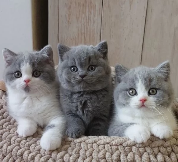 Cucciolo di British Shorthair  | Foto 0