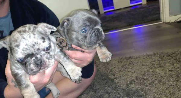 Cuccioli di Bulldog Francese in Vendita