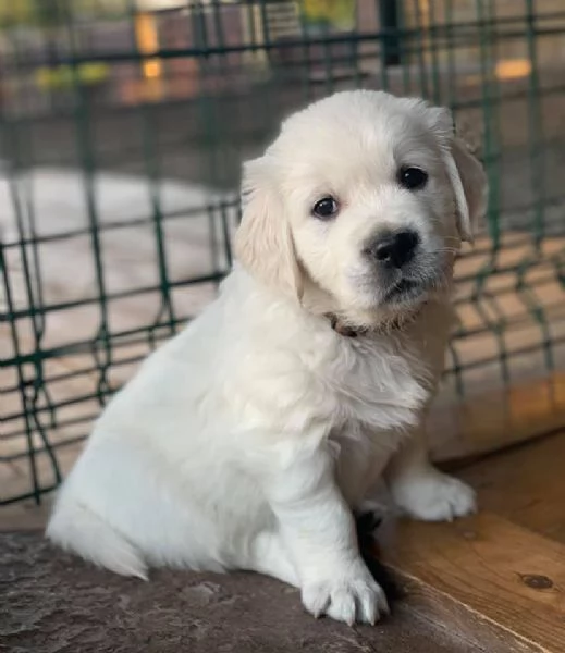 Due cuccioli di Golden Retriever cercano casa