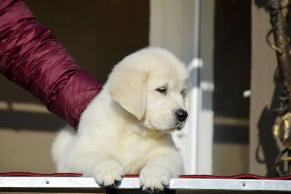 Cuccioli di Golden Retriever 