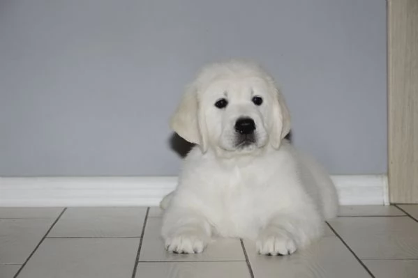 Due cuccioli di Golden Retriever ti aspettano