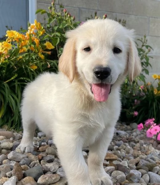 Meravigliosi cuccioli di Golden retriever