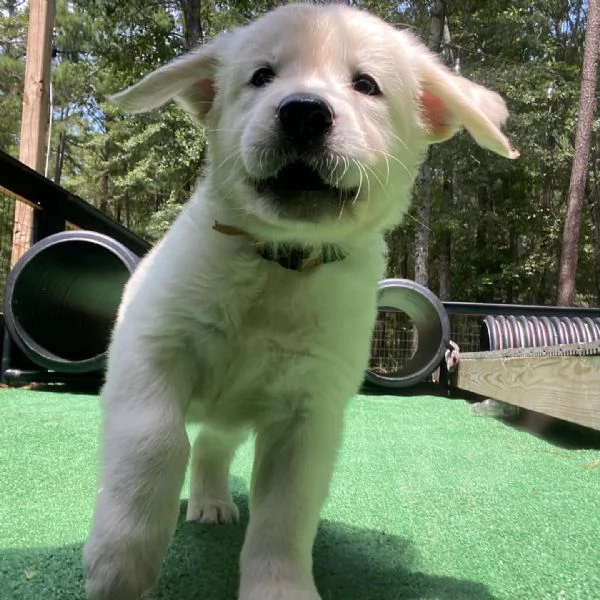 BELLISSIMI CUCCIOLI DI GOLDEN | Foto 0