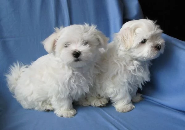 Cuccioli di Maltese Toy